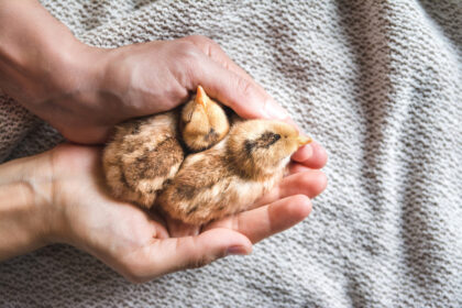 "A believer is compassionate toward all living beings on Earth, and Allah is compassionate toward him." (Al-Bukhari)